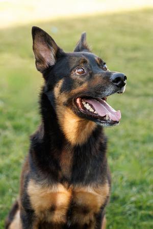 Marley, German Shepherd Dog / Rottweiler, senior, available for adoption