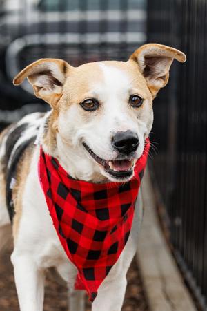 Dolores, Beagle / Terrier, senior, available for adoption