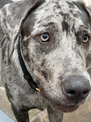 Boudreaux, Catahoula Leopard Dog / Great Dane, adult, available for adoption