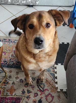 Eevee, Labrador Retriever / Australian Shepherd, adult, available for adoption