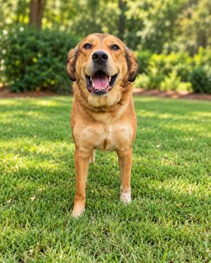 A happy brown dog with floppy ears standing on a grassy lawn, smiling with its mouth open and tongue out.
