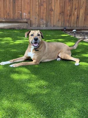 Logan, Boxer / Shepherd, adult, available for adoption
