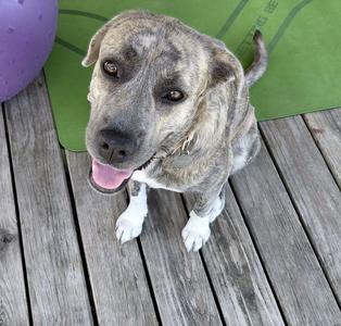 a brindle dog sitting on a wooden deck with a green mat and a purple ball in the background