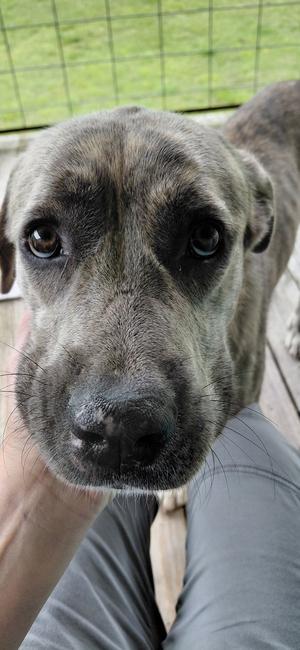 Sharon, Plott Hound / Great Pyrenees, adult, available for adoption