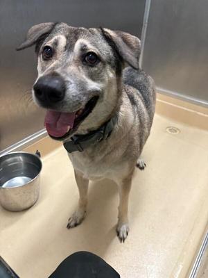 Joe, Mixed Breed, adult, available for adoption