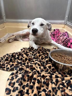Lemon, Mixed Breed, adult, available for adoption