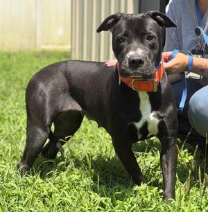 stormi, Pit Bull Terrier, adult, available for adoption