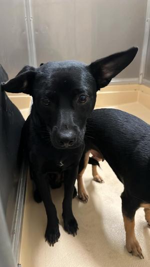 TITAN, Chihuahua / Doberman Pinscher, adult, available for adoption
