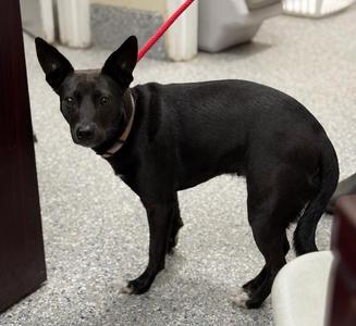 lola, Feist / Mixed Breed, adult, available for adoption