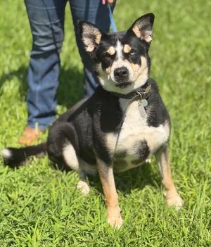 Gingerbread, German Shepherd Dog / Mixed Breed, adult, available for adoption