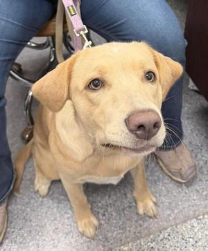 Lucy, Labrador Retriever / Treeing Walker Coonhound, adult, available for adoption