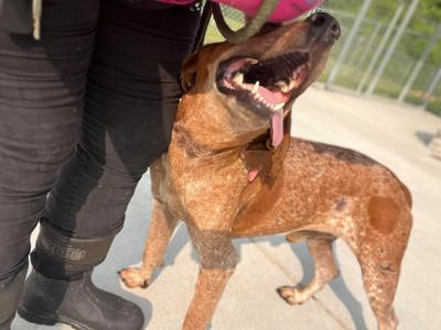 Ole Red, English Coonhound, adult, available for adoption