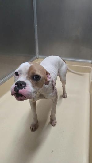 A white and brown dog standing in a kennel.