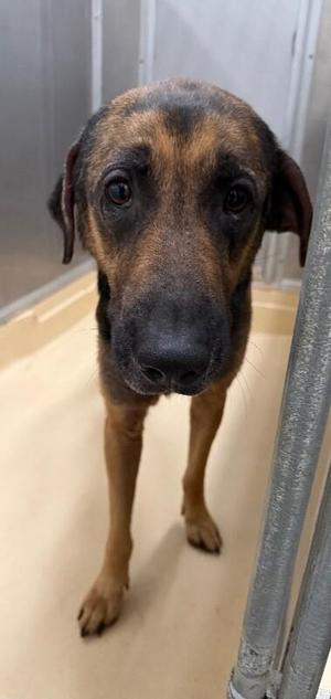 Max, German Shepherd Dog, adult, available for adoption
