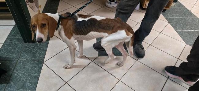 Sally, Treeing Walker Coonhound, adult, available for adoption