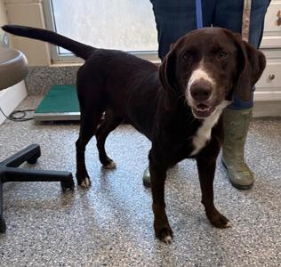 Riata, Labrador Retriever, adult, available for adoption