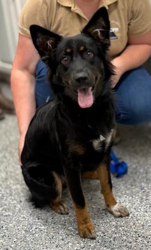 Nickey, German Shepherd Dog / Mixed Breed, young, available for adoption