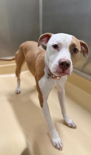 A brown and white dog with a collar standing in a kennel.