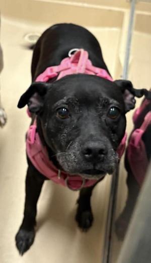 Princess Marie, Pit Bull Terrier / Mixed Breed, adult, available for adoption