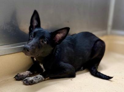 Shelby Lynn, German Shepherd Dog / Australian Cattle Dog / Blue Heeler, young, available for adoption