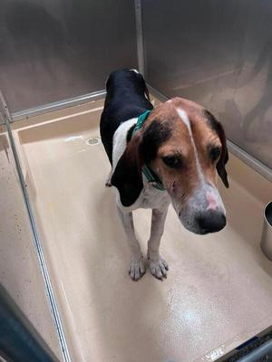Fred, Treeing Walker Coonhound, adult, available for adoption