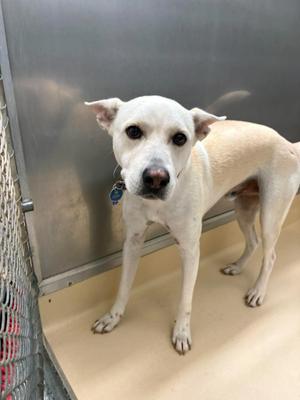 A white dog with a black nose and dark eyes stands in a metal enclosure, looking directly at the camera. The dog has a collar with a blue tag.