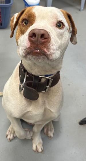 A close-up, front-facing portrait of a light-colored dog with brown markings on its face and ears, wearing a thick leather collar.