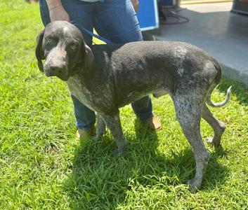 Randy, English Coonhound, adult, available for adoption