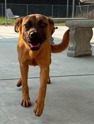 Roxanne, Labrador Retriever / German Shepherd Dog, adult, available for adoption