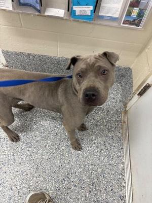 A gray pit bull dog on a blue leash standing on a speckled floor, looking up at the camera.