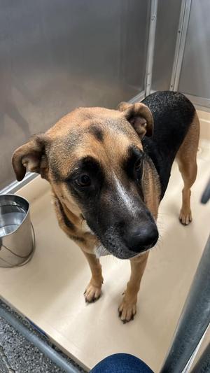 Cam-bam, German Shepherd Dog / Mixed Breed, adult, available for adoption