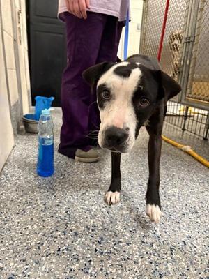 storm, Pit Bull Terrier, adult, available for adoption