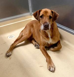 red, Treeing Walker Coonhound, adult, available for adoption