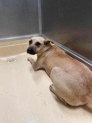Sandman, Pit Bull Terrier / Mixed Breed, adult, available for adoption