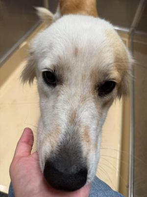 angel, Great Pyrenees / German Shepherd Dog, adult, available for adoption