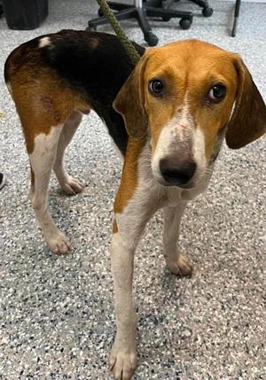 Brett, Treeing Walker Coonhound, adult, available for adoption