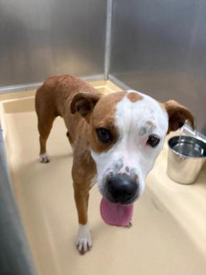 Sunny, Pit Bull Terrier, adult, available for adoption