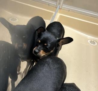 KENZY, Chihuahua / Doberman Pinscher, adult, available for adoption