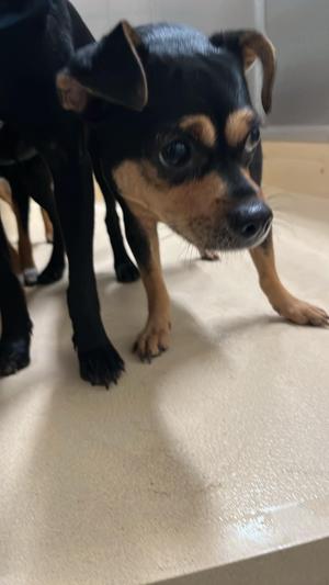 KEN, Chihuahua / Doberman Pinscher, adult, available for adoption