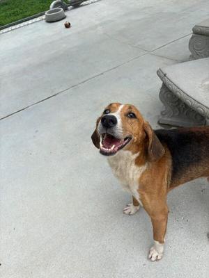 DJ, Treeing Walker Coonhound, adult, available for adoption
