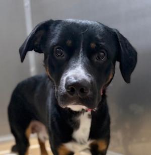 Beau, Black Labrador Retriever / Australian Cattle Dog / Blue Heeler, adult, available for adoption