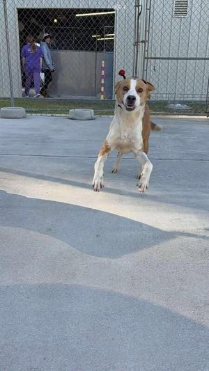A brown and white dog running towards the camera in an outdoor area with a chain-link fence and people in the background.