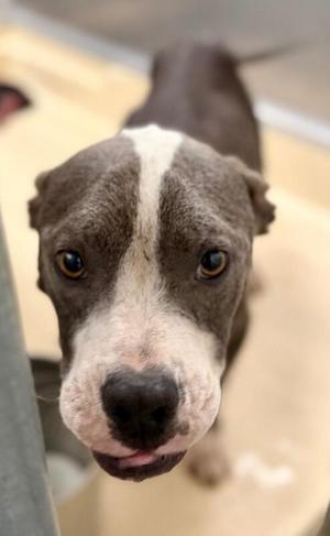 kane, Pit Bull Terrier, adult, available for adoption