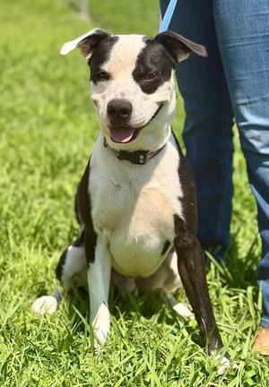 Bo, Pit Bull Terrier, adult, available for adoption