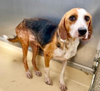 penny, Treeing Walker Coonhound, adult, available for adoption