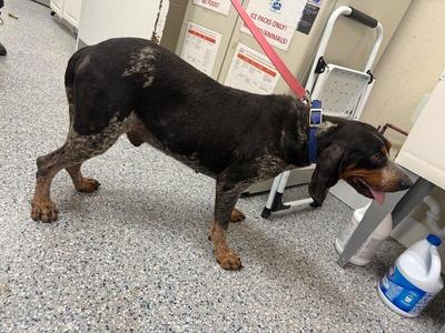 Travis, English Coonhound, adult, available for adoption