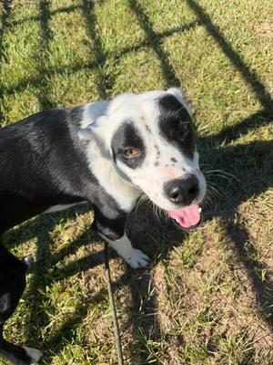Bingo, Border Collie / Labrador Retriever, adult, available for adoption