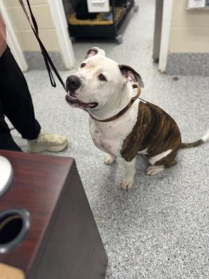 Lucky, Pit Bull Terrier, adult, available for adoption