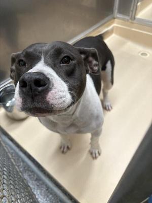 Jessica, Pit Bull Terrier, adult, available for adoption