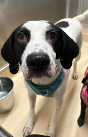 Scooby Michael, Labrador Retriever / Treeing Walker Coonhound, adult, available for adoption